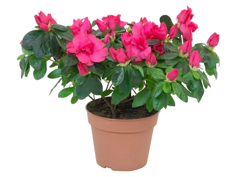 Azalea in vaso da interno rosso Ø 14 cm
