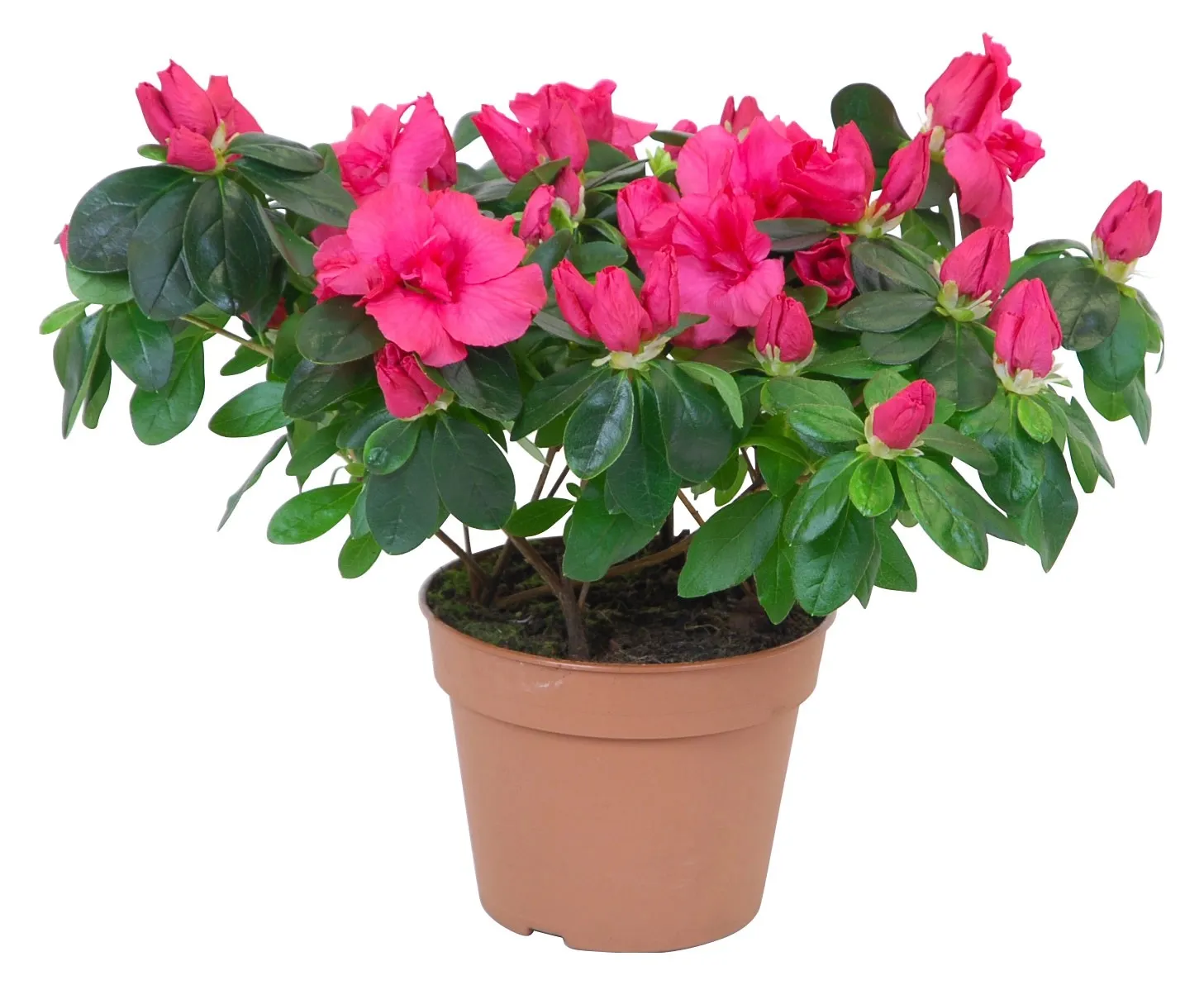 Azalea in vaso da interno rosso Ø 14 cm