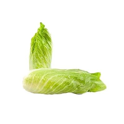 Seme di cicoria pan di zucchero 